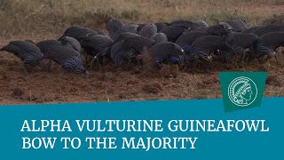 Alpha vulturine guineafowl bow to the majority