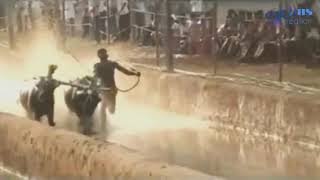 Aikala Kambala | Balluda Malla | Kolachur Kondottu B|Karnataka Kreedaraathna Devendra Kotian Palimar