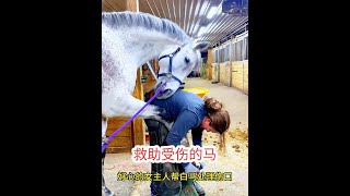 白馬的蹄子受傷，好心的女主人幫白馬修理蹄子 #野生動物零距離 #內容啟發搜索 #動物的迷惑行為 #動物世界 #馬