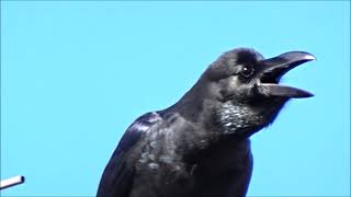 ハシブトガラスの鳴き声　　Large-billed Crow