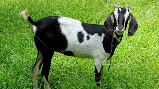 Goat Sound Effect ।। Goat Sound Ringtone