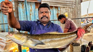 KASIMEDU 🔥 SPEED SELVAM | BIG COBIA FISH CUTTING VIDEO | 4K VIDEO | KM FISH CUTTING