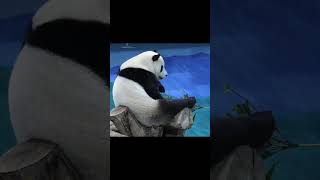 圓寶坐高看壁畫？ #panda #shorts #yuanbao #貓熊 #圆宝