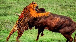 Crazy Wild Bull Fights Tigers, Lions And Buffalo By ANIMALS NO 1 @animalsno1292