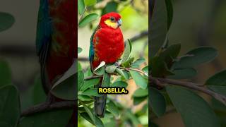 Rosellas! 🤯🦜❤️ #parrot #rosella #parakeet #parrotlover #birds