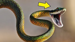 أضخم 7 ثعابين لن تصدقها لو لم تلتقطها الكاميرا 🐍😱