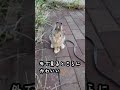 レレ u0026うさ吉の初体験✨【多頭飼い】うさぎの夫婦with息子ラテ