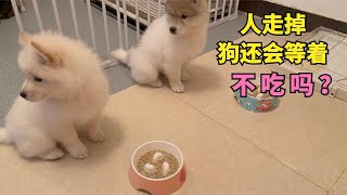 测试一下两只小奶狗，饭盆放下人走掉，看看它们会不会等着不吃？Can puppies pass the food challenge? Will they steal food when I leave