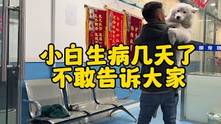 鐵牛旅行記68集/住院几天了一只不敢告诉大家，主要怕大家担心，今天比昨天还要严重了，不知道怎么办才好#流浪狗救助 #環遊中國 #房車自駕游【正版铁牛旅行记Allen】