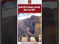 हाथी चतुर या आप हाथी की ये हरकत हैरान कर देगी elephant hathi viralvideo viralshort viralreels