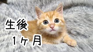 生後１ヶ月子猫の日常【保護子猫】