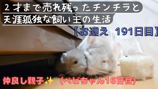 【191日目】２才のチンチラをお迎えしても懐いてくれるのか！？【仲良し親子✨ベビーちゃん誕生から16日目】