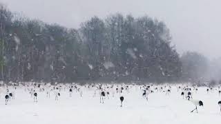 Cranes in Hokkaido / 北海道丹顶鹤