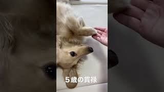 まーたお手ですかと言わんばかりの貫禄がありつつもしてくれる優しい愛犬