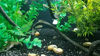 My 18 Pea Puffer Community! Carinotetraodon travancoricus, Indian Dwarf Puffers...