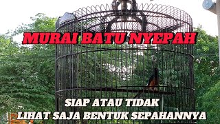 MURAI SIAP ATAU TIDAK LIHAT SAJA DARI BENTUK SEPAHANNYA