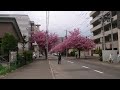 桜通り、札幌市南4条と5条の間にあります。