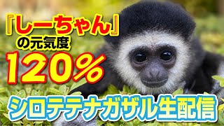 【生配信アーカイブ】人工哺育しーちゃんの突撃生配信#2