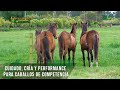 Cuidado, cría y performance para caballos de competencia - TvAgro por Juan Gonzalo Angel Restrepo