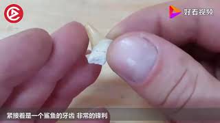 鲨鱼牙齿能抗住100吨液压机吗？老外亲测，场面太刺激