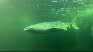 【ジンベイザメ発見🐋‼️】大阪・海遊館海洋生物研究所 以布利センター/高知県土佐清水市以布利漁港内/５ｍを超すジンベエザメ２匹が、大水槽を優雅に泳いでいます/土・日曜日、祝祭日9:00～15:00