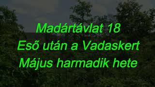 Madártávlat 18 Eső után a Vadaskert Május harmadik hete