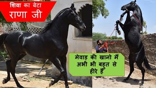 मेवाड़ की खानो मैं अभी भी बहुत से हीरे हैं || प्रफुल भाई का घोडा  राणा जी SIRE BY शिवा ||