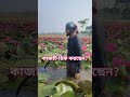 এত সুন্দর শাপলা কেটে ফেলছেন কেন খারাপ লাগছেনা আপনার শাপলা ফুল পদ্ম প্রকতি flowers lily nuture