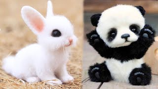 AWW Animals SOO Cute! Cute baby animals s Compilation cute moment of the animals