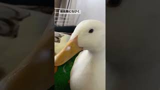 皆んな換羽期だから朝はみんなが鼻毛ちゃん🐥🪶🦆🪶#duck #shorts