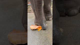 Fantastic Beasts. Elephant Eats Pumpkin