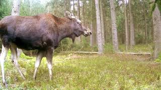 #Łosie, jelenie, dziki i sarny zimą | #Moose, deer, wild boarsand roe deer in winter