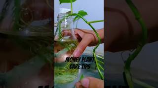 Money plant care tips||Money plant propogation in water#moneyplant #plantcollection #ytshorts #viral