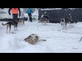 schlittenhunderennen werfenweng schnee is scheee