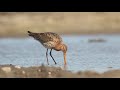 black tailed godwit foraging grutto foerageren limosa limosa _ birdphotography