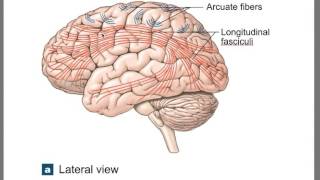 PHYL 141 Brain 22 video