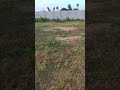 magnificent peacock spreads its feathers morning walk surprise నెమలి రెక్కలు విప్పిన అద్భుత దృశ్యం