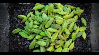 Cardamom  Manual Sorting | For Best Quality and Colour