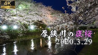 【厚狭川-夜桜-】YAMAGUCHI JAPAN 山口の桜 花見の名所 CHERRY BLOSSOM in YAMAGUCHI 山口観光 日本の桜 ～Japan Trip～