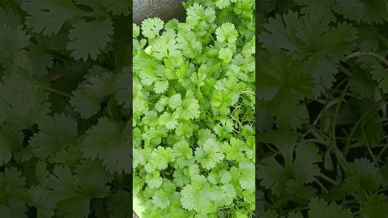 A Garden Mini Vlog Shortsyoutube Minivlog Youtube