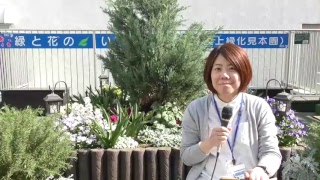 【KKPTV】今年もやります！葛飾区子どもまつり_平成30年4月20日配信40回目