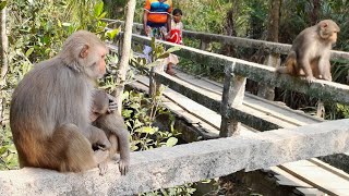 সুন্দরবনের দুষ্ট বানরের মিষ্টি ভালোবাসা