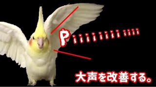 インコのうるさい呼び鳴きを改善する簡単な方法cockatiel【オカメインコのきなこ】