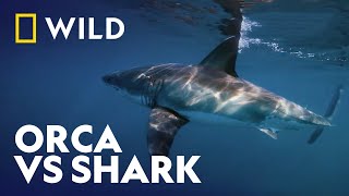 Insane Animal Encounter Caught On Camera | Killer Shark Vs Killer Whale | National Geographic WILD