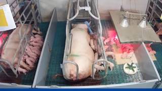 After farrowing