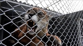 Colombia sends 150 seized wild animals back to nature