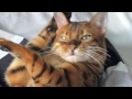 ru the bengal cat