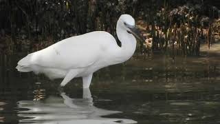 Chinese Egret