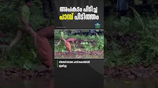 തൃശൂർ എച്ചിപ്പാറയിൽ അപകടകരമായ രീതിയിൽ രാജവെമ്പാലയെ പിടികൂടുന്ന ദൃശ്യങ്ങൾ പുറത്ത്