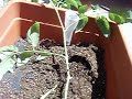 2009apr18 transplanting into self watering containers